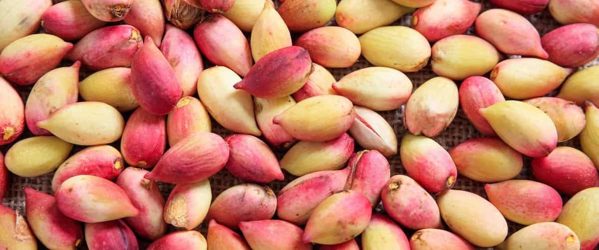 پسته تازه با طعم طبیعی و کیفیت باغی ممتاز