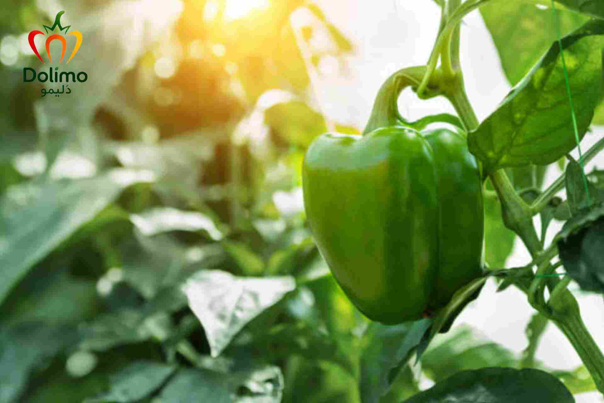 فروش فلفل دلمه ای سبز سفت و گوشتی مناسب بازار عمده
