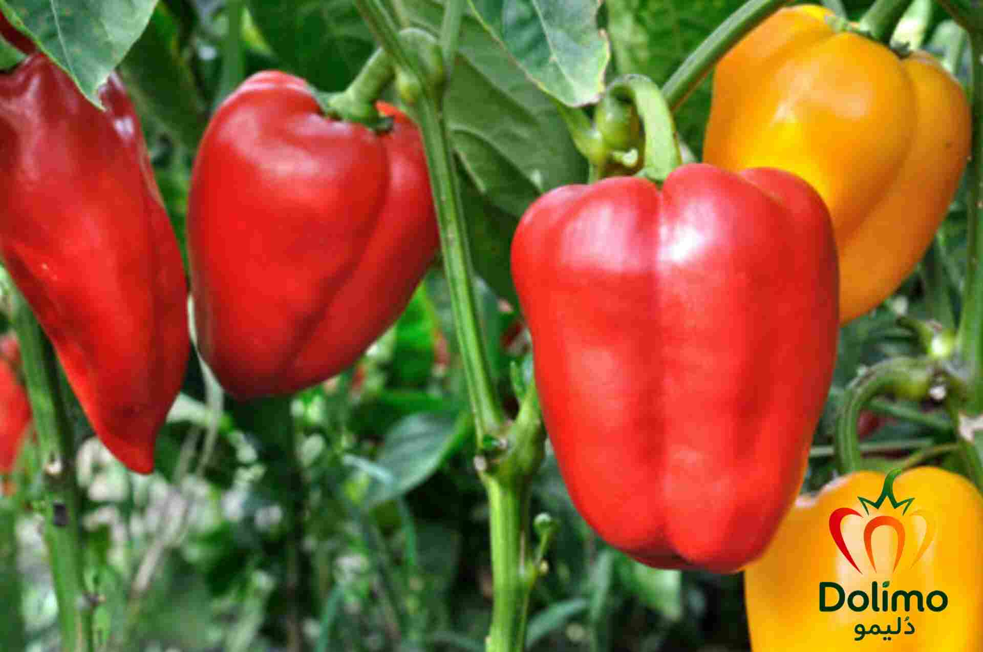 خرید فلفل دلمه ای رنگی صادراتی با کیفیت تضمینی و سورت مناسب