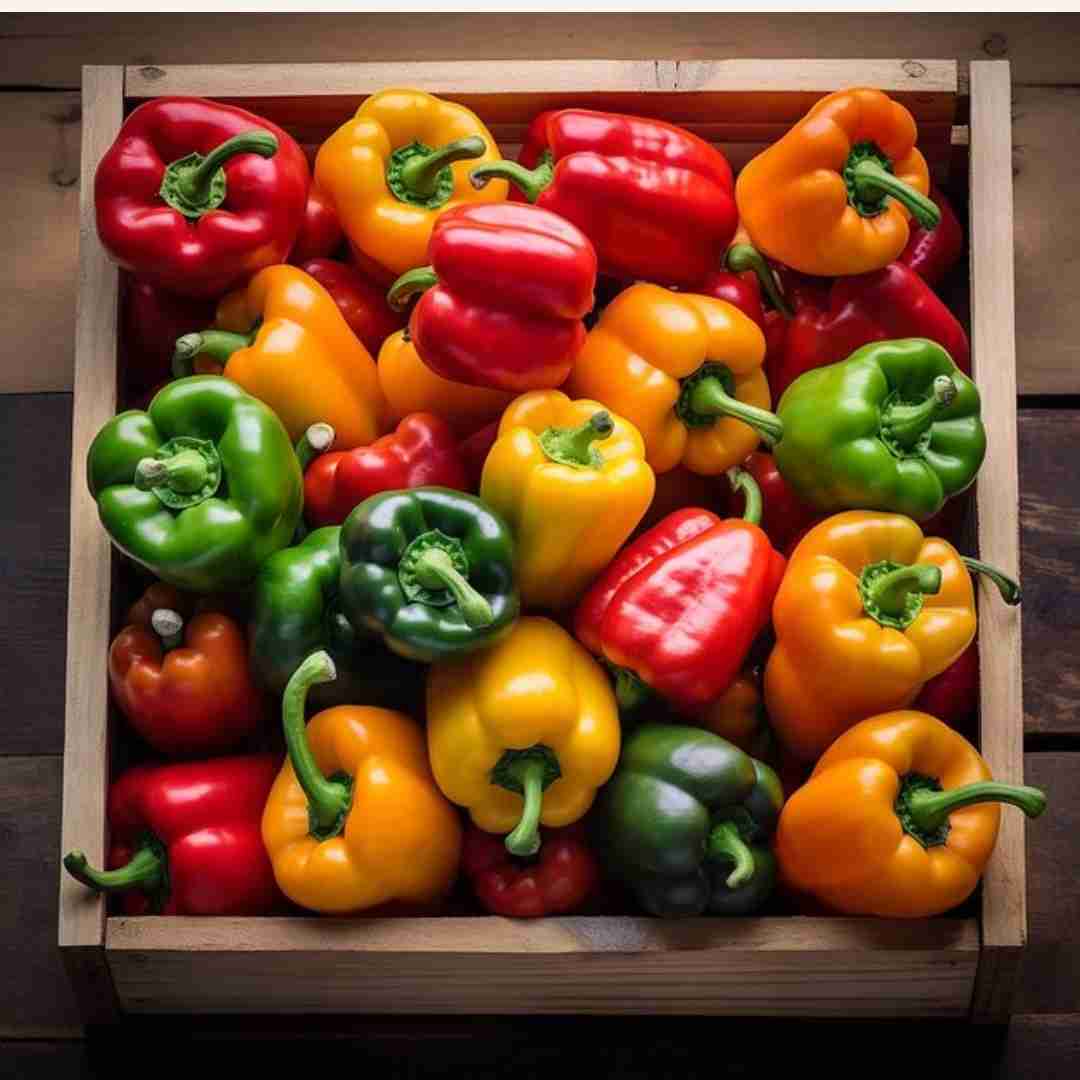 فلفل دلمه رنگی درشت مناسب تزئین غذا و مصارف رستوران
