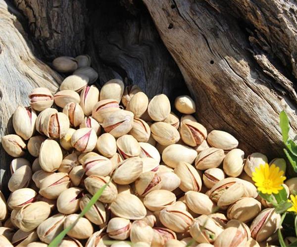 پسته کله قوچی با عطر طبیعی و طعم دلچسب