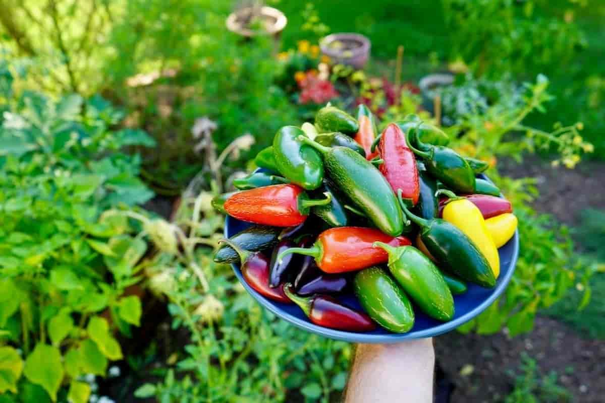 فلفل هالوپینو تازه انتخابی مناسب برای صنایع غذایی