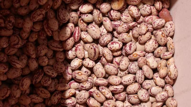 خرید و قیمت لوبیا چیتی مجلسی + فروش صادراتی