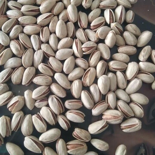 پسته اکبری سوپر لوکس + خرید از تامین کننده