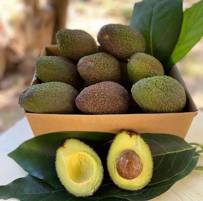 تصویر 4 از فروش عمده آووکادو گلابی تمساح یا نژاد هس