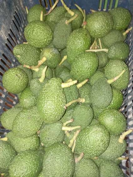 تصویر 3 از تولید عمده آووکادو گلابی تمساح