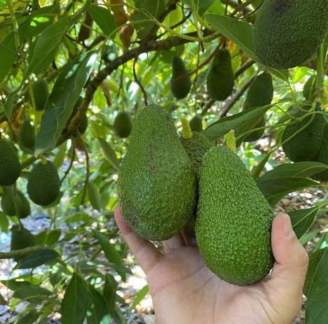 تصویر 3 از پخش عمده آووکادو گلابی تمساح