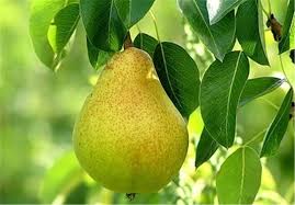 فروش میوه گلابی