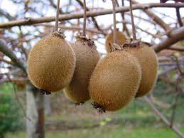 کیوی صادراتی
