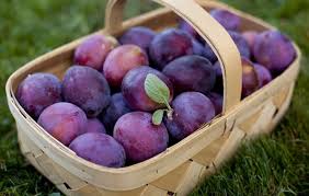 تأمین و فروش عمده پوره آلو صادراتی
