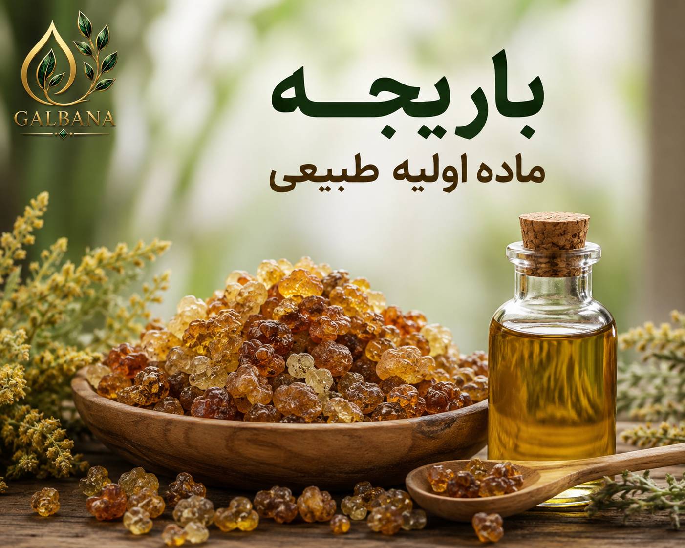 صمغ باریجه