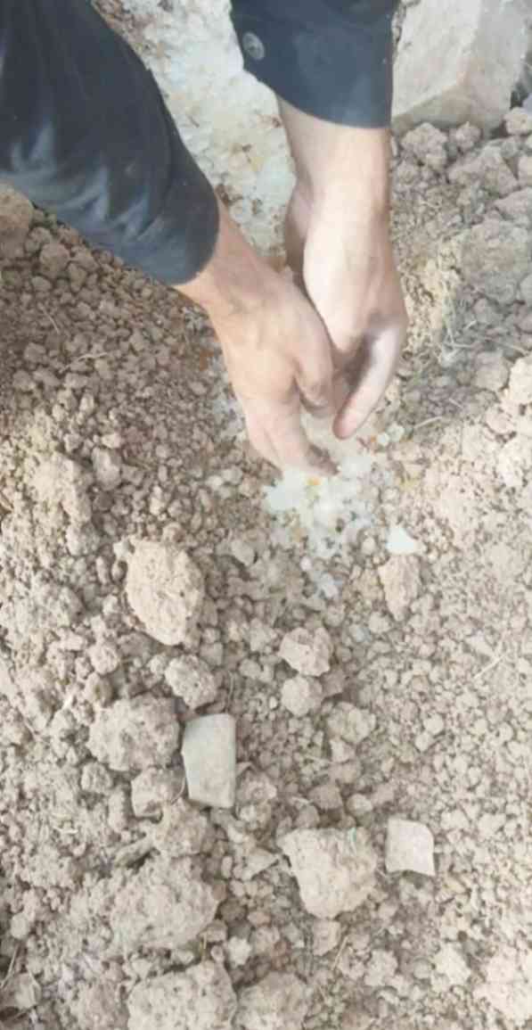 هیدروژل کشاورزی؛ جاذب آب برای ریشه گیاه
