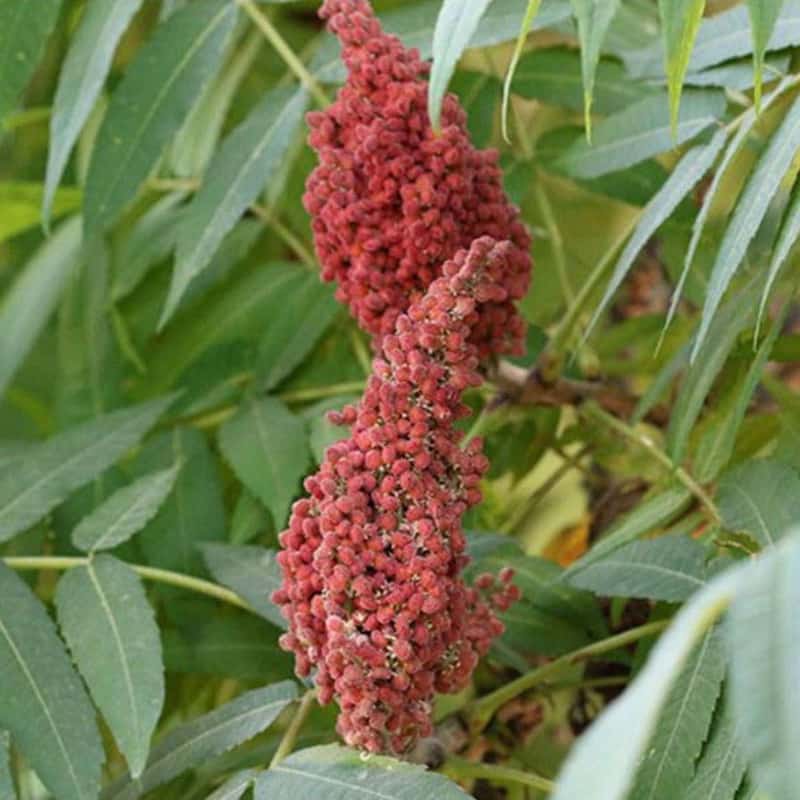 سماق خوشه ای قرمز مرغوب برای بازار ادویه
