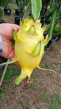 تصویر 3 از تولید عمده دراگون فروت زرد ۷۰۰ گرمی غول