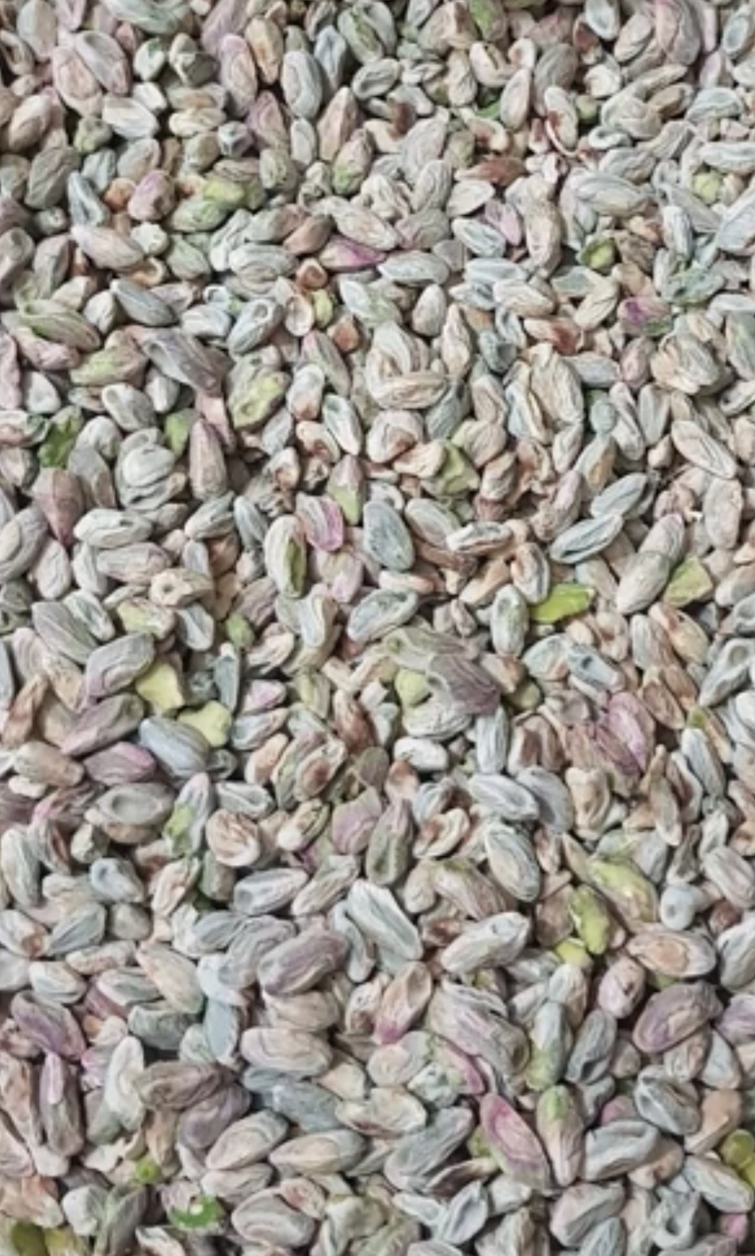 مغز پسته سبز محصولی کار بردی برای تولیدکنندگان + قیمت و خرید عمده