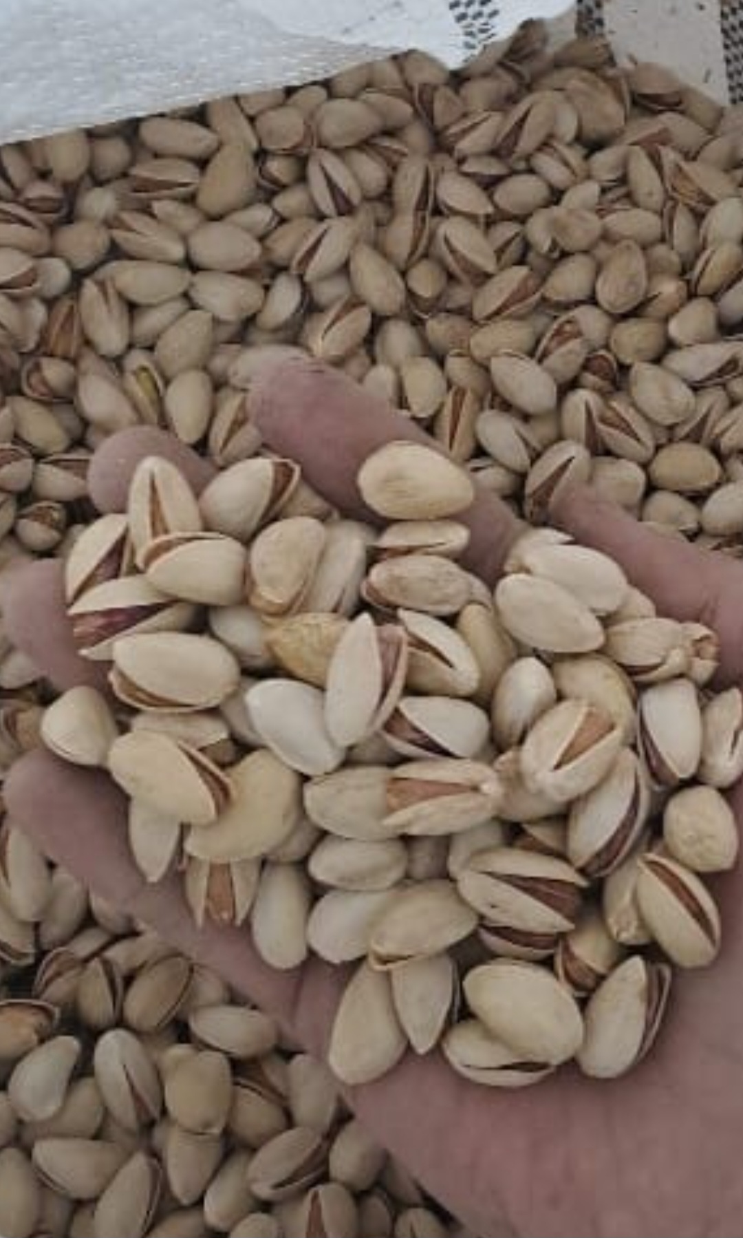 احمد آقایی ممتاز پسته ای مناسب سلیقه بازار جهانی + قیمت و خرید عمده
