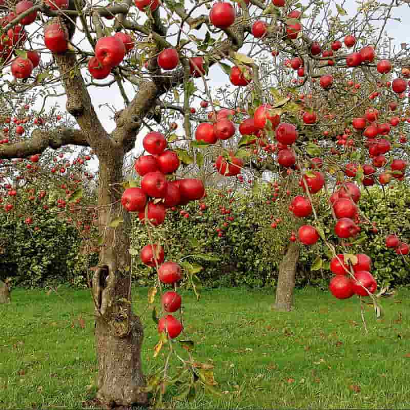 سیب قرمز شاهرود بار امسالی با شیرینی طبیعی و مطلوب