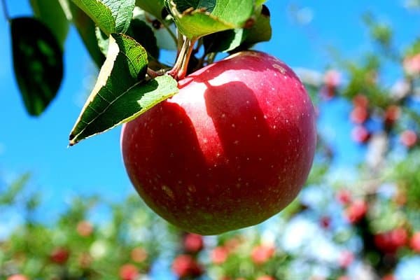 سیب قرمز دماوند آبدار برای تهیه انواع خوراکی