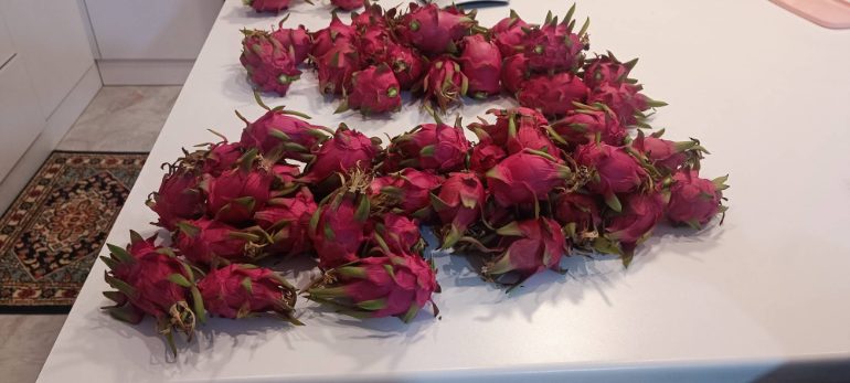 تصویر 2 از فروش عمده دراگون فروت صورتی غول ۷۰۰ گرمی