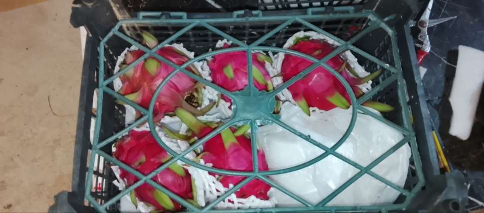 تصویر 2 از قیمت عمده میوه دراگون ۷۰۰ گرمی