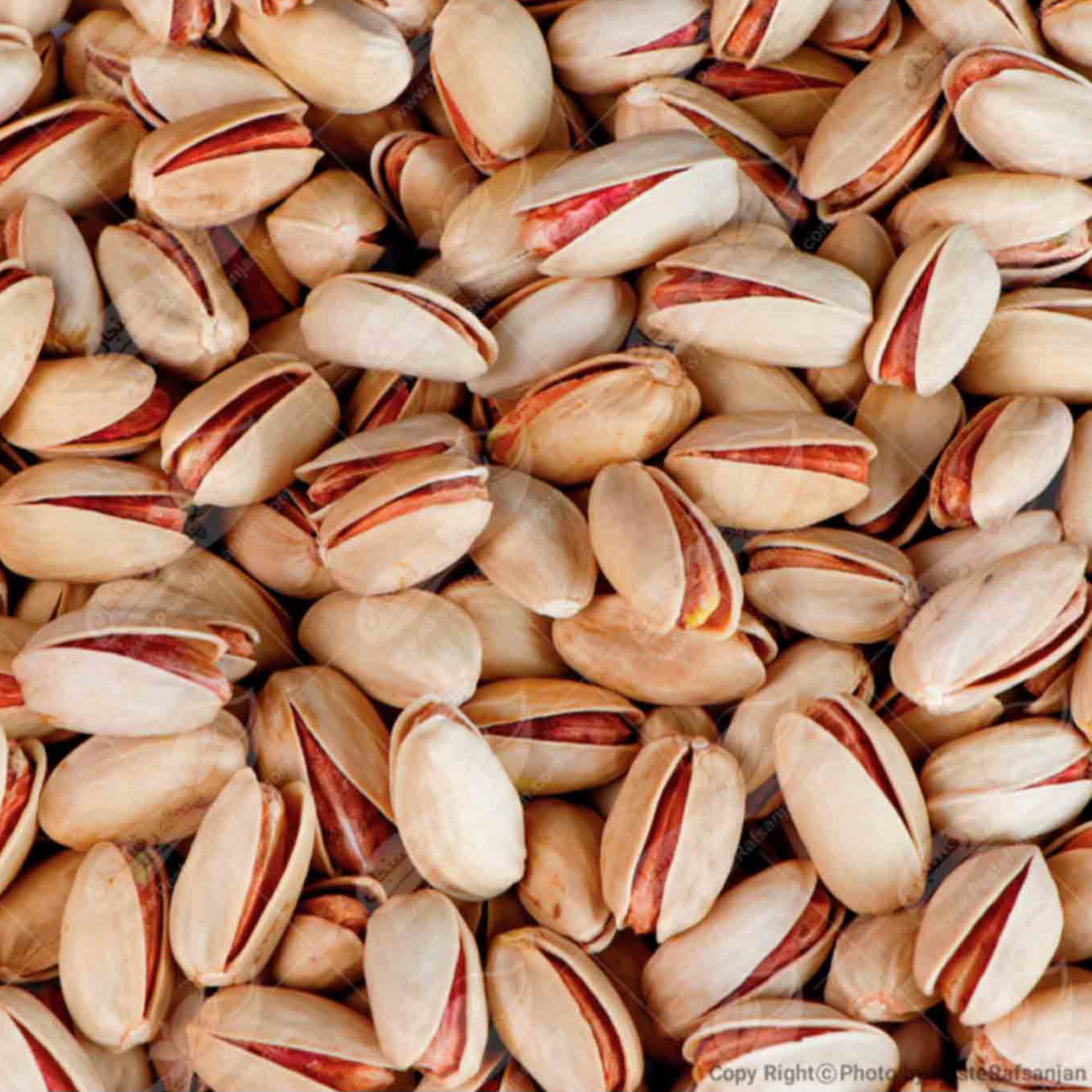 پسته اکبری مرغوب رفسنجان + محصولی ارزشمند برای تجارت خشکبار + قیمت و خرید عمده