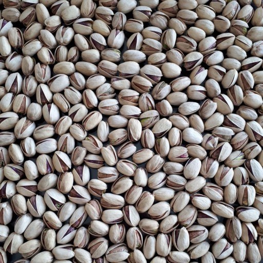 فروش مستقیم پسته کله قوچی ممتاز + برای آجیل های خاص و مجلسی + قیمت و خرید عمده