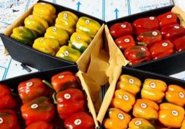 فروش عمده فلفل دلمه‌ای رنگی لوکس اصفهان ویژه صادرات