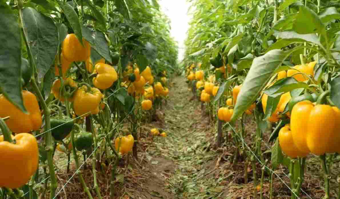 تصویر 2 از خرید و قیمت فلفل دلمه‌ای رنگی ریز، شیرین و آبدار مناسب پخت‌وپز