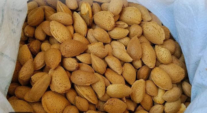 تصویر 1 از بادام سنگی مرغوب خرید به صرفه