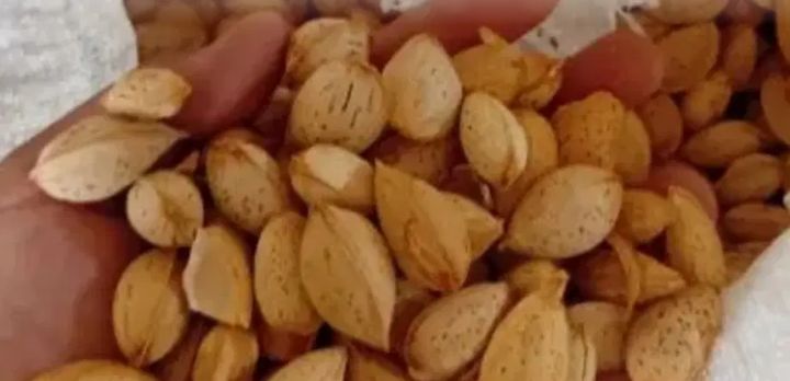 بادام ربعی مرغوب خرید به صرفه