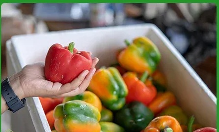 خرید و فروش عمده فلفل دلمه‌ای رنگی ارگانیک با کیفیت عالی