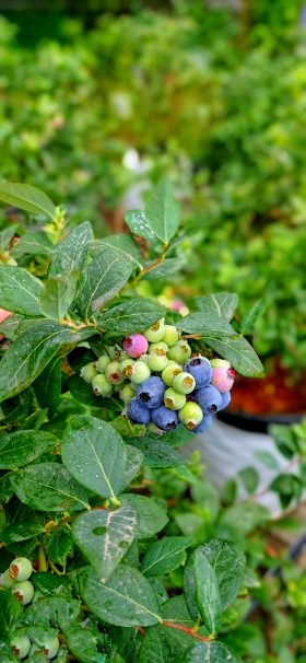 تصویر 4 از خرید عمده نهال بلوبری دیررس یک ساله