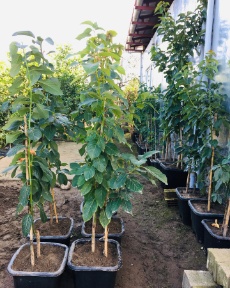 پخش عمده نهال آووکادو گرمسیری