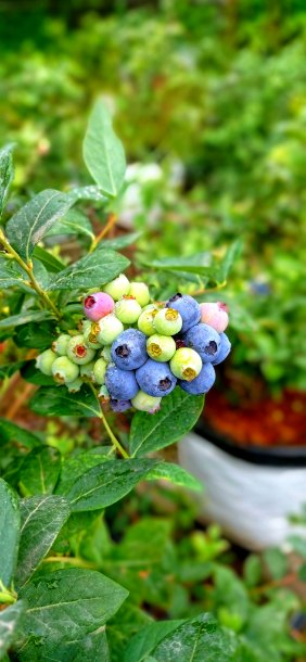 تصویر 5 از فروش عمده انواع نهال بلوبری زودرس، میان‌رس و دیررس