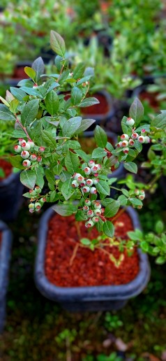 تصویر 1 از پخش عمده نهال بلوبری میان‌رس