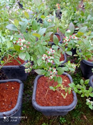 تصویر 2 از پخش عمده نهال بلوبری میان‌رس