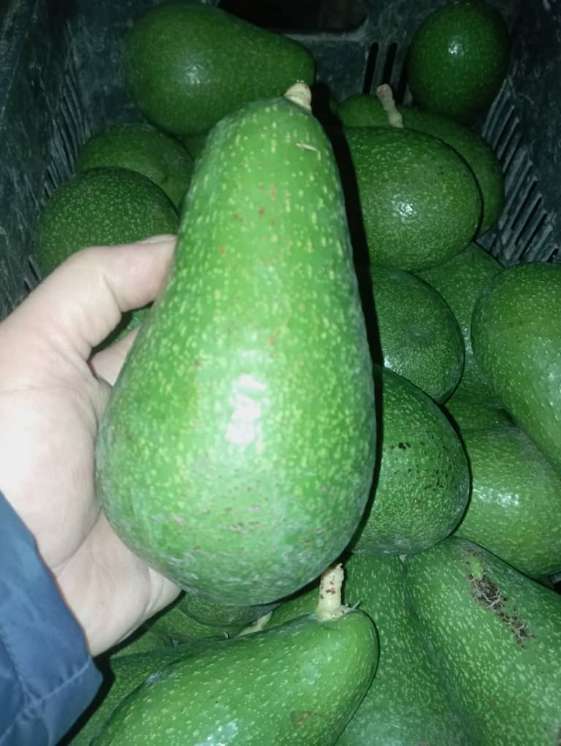 پخش عمده آووکادو ۳۵۰ گرمی درشت