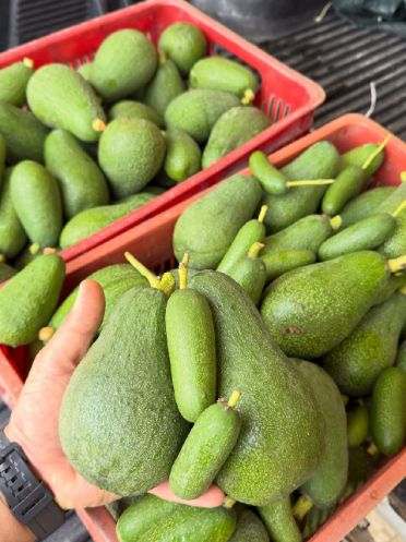 تصویر 5 از پخش عمده آووکادو ۳۵۰ گرمی درشت