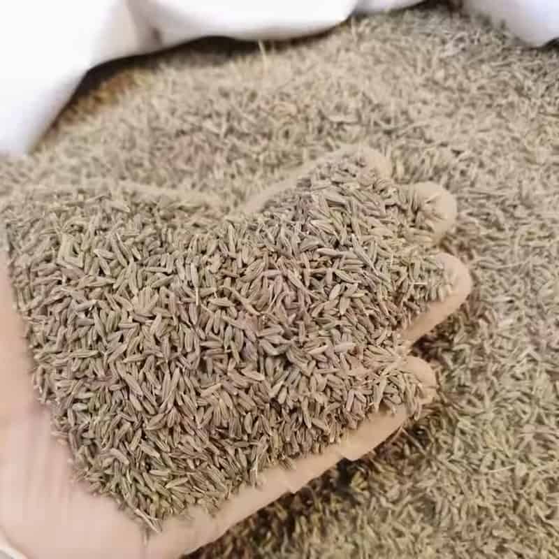 زیره سبز کیلویی مناسب بازار عمده و صادرات