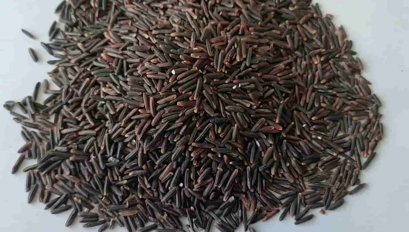 زیره سیاه کوهی اصل با دانه های خالص و خوش عطر
