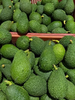 تصویر 4 از مرکز تولید عمده آووکادو ایرانی درشت ۳۵۰ گرمی