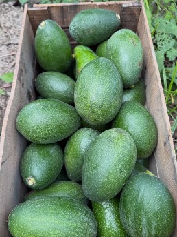 تصویر 3 از مرکز تولید عمده آووکادو ایرانی درشت ۳۵۰ گرمی