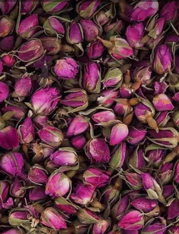 گل محمدی