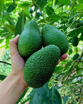 خرید آووکادو