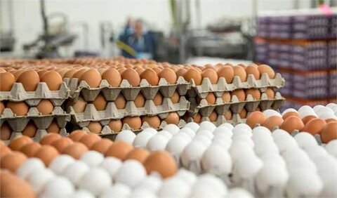 شانه تخم مرغ بزرگ کاربردی برای مراکز توزیع تخم مرغ