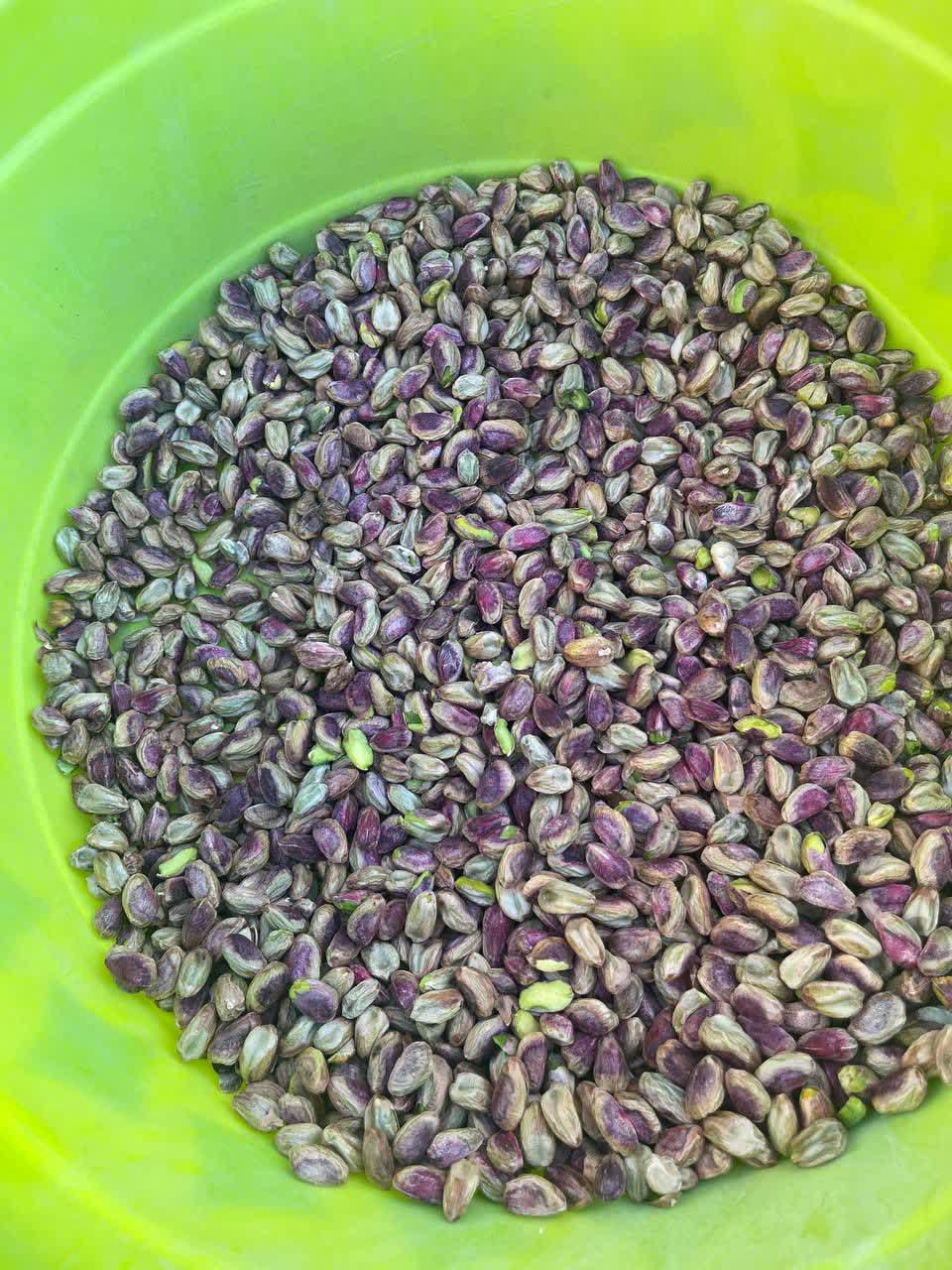 فروش مغز پسته گلدار احمدآقایی دامغان با شرایط ویژه