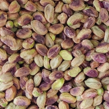 مغز