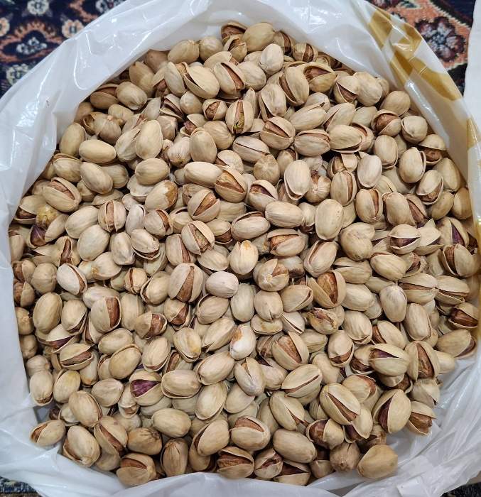 فروش مستقیم پسته کله قوچی دانه درشت ممتاز انتخابی متفاوت برای آجیل های مجلسی + قیمت و خرید عمده