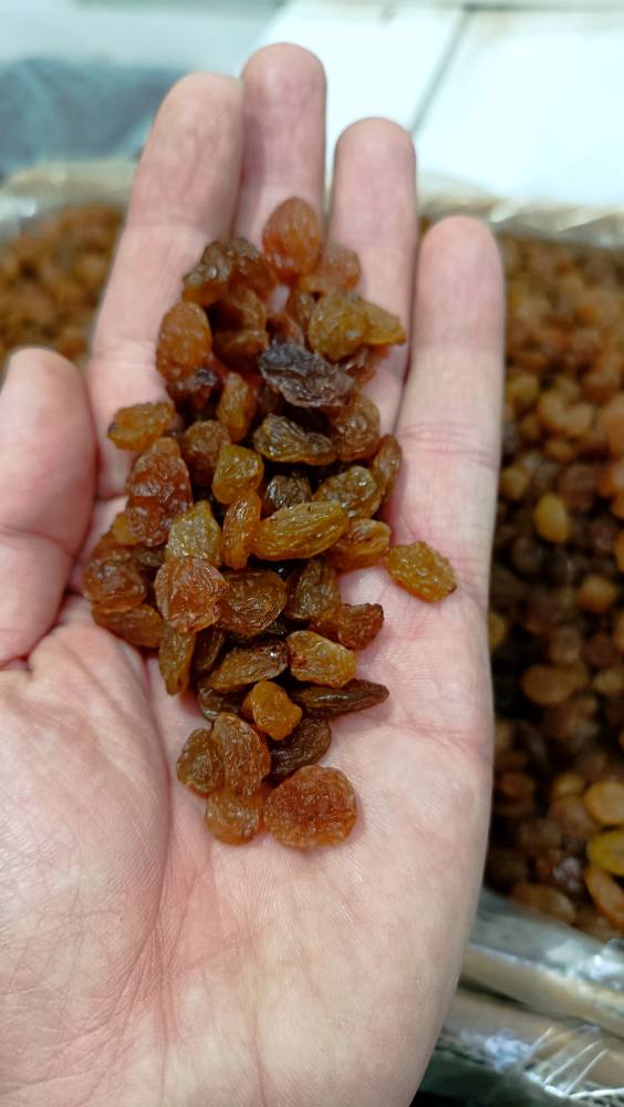 خرید کشمش سلطانی