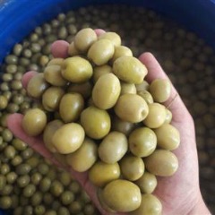 تصویر 2 از زیتون سبز | مناسب مصرف خانگی و رستورانی